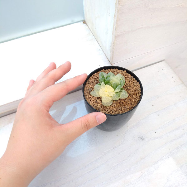 園芸ネット本店｜希少ハオルチア：オブツーサ錦（極上斑） 2.5号22-02