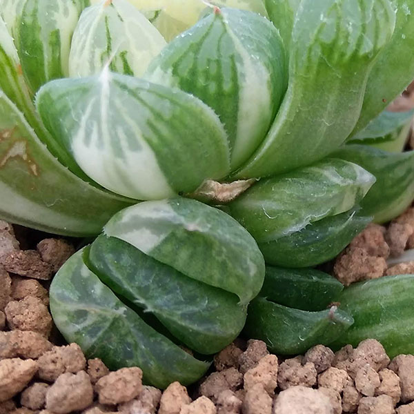 園芸ネット本店｜希少ハオルチア：オブツーサ錦（極上斑） 2.5号 の