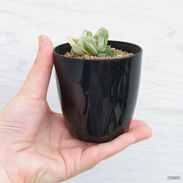 園芸ネット本店｜希少ハオルチア：オブツーサ錦（極上斑） 2.5号 の