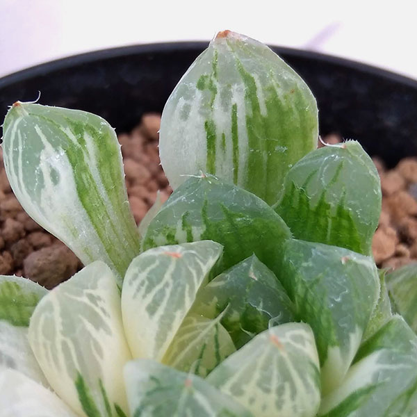 園芸ネット本店｜希少ハオルチア：オブツーサ錦（極上斑） 2.5号 の