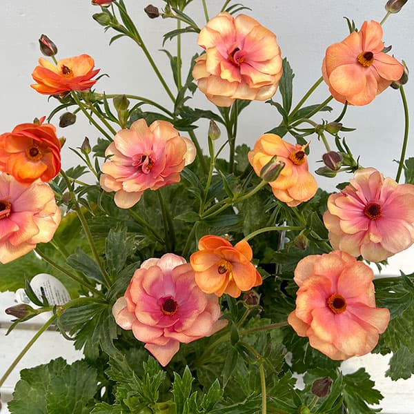 園芸ネット本店｜ラナンキュラス：ラックス キュベレー3.5-4号ポット