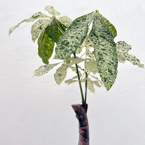 園芸ネット本店｜パキラ：ミルキーウェイ 6号25-02 の通販【公式】