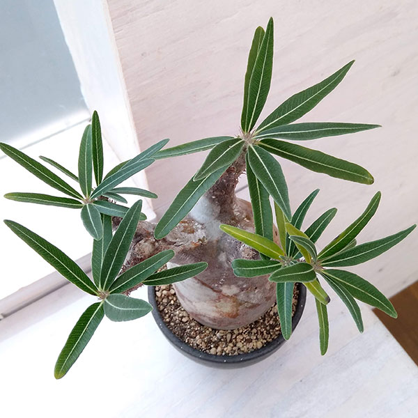 園芸ネット本店｜パキポディウム：グラキリス（発根済み・現地球） 3.5