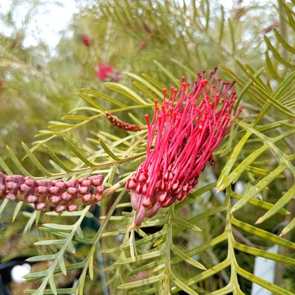 園芸ネット本店｜グレビレア：レッドフックス 7号ポット の通販【公式】