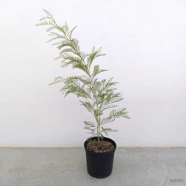 園芸ネット本店｜グレビレア：レッドフックス 7号ポット の通販【公式】