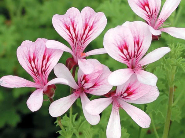 園芸ネット本店｜ニオイゼラニウム：レディスカボロ3号ポット の通販