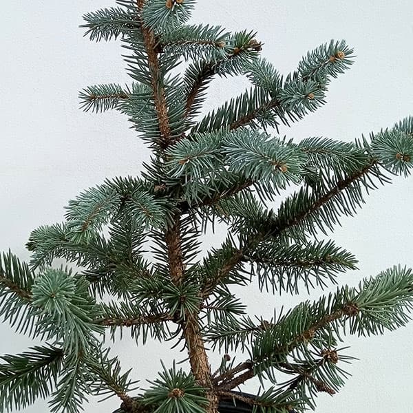 ④ ブンゲンス トウヒ ホプシー8号 最高等級極上品‼️ ①