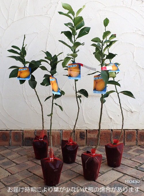 園芸ネット本店｜レモン：リスボンレモン4～5号ポット の通販【公式】