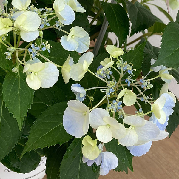 園芸ネット本店｜ラグランジア（アジサイ）：クリスタルヴェール5号