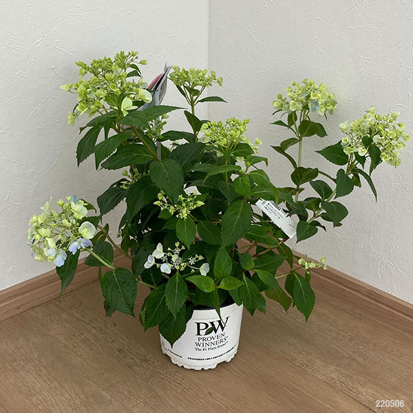 園芸ネット本店｜ラグランジア（アジサイ）：クリスタルヴェール5号