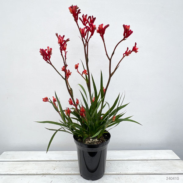 園芸ネット本店｜カンガルーポー：ブッシュインフェルノ（濃赤）5号