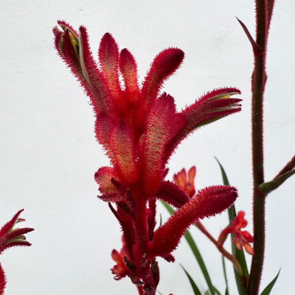 園芸ネット本店｜カンガルーポー：ブッシュインフェルノ（濃赤）5号