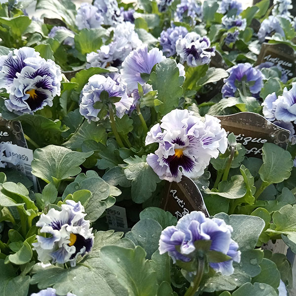 園芸ネット本店｜パンジー：松原園芸さんのアンティークラッフル