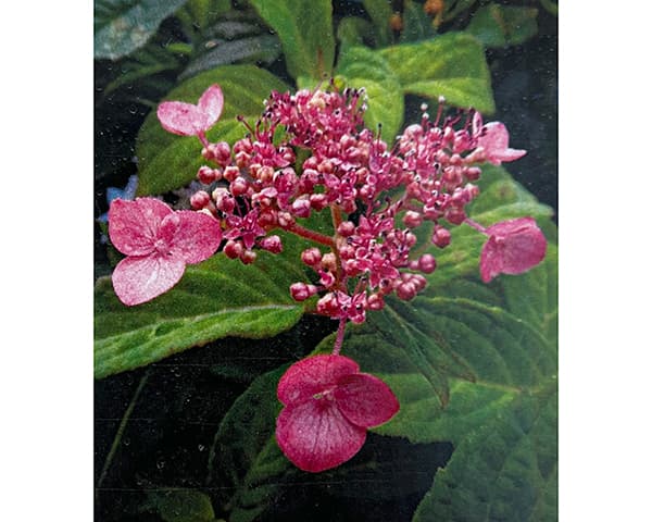 園芸ネット本店｜ヤマアジサイ：ヒダカシンニシキヤマ（日高新錦山）4