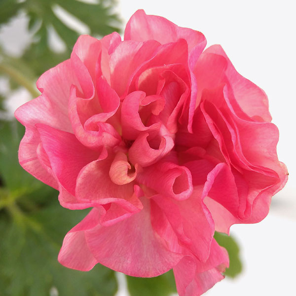 園芸ネット本店｜ラナンキュラス：ラックス イーシス5号鉢植え の通販