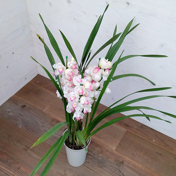 園芸ネット本店｜（わけあり特価）シンビジウム：ピンクペルペチュエル