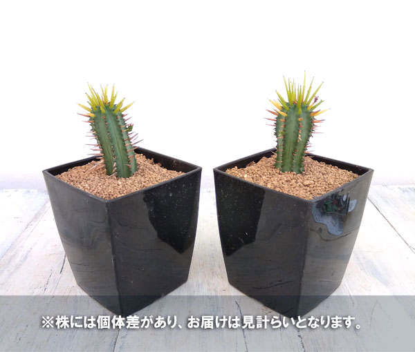 園芸ネット本店｜さぼてんみたいでサボテンじゃない:ユーフォルビア