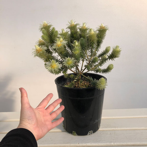 園芸ネット本店｜フィリカ プベッセンス：ワフトフェザー7号鉢植え の