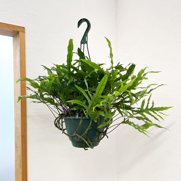 園芸ネット本店｜カンガルーファン（ミクロソリウム・ディベルシフォ