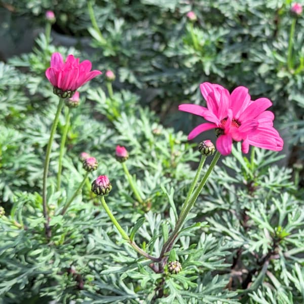 園芸ネット本店｜ビジューマム：ローズクオーツ3-3.5号ポット の通販