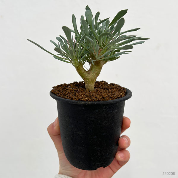 園芸ネット本店｜オトンナ：ユーフォルビオイデス 3号鉢植え の通販