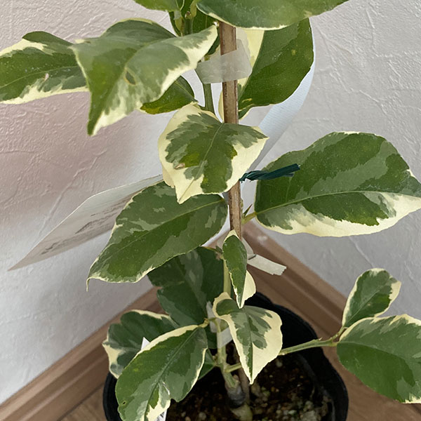 園芸ネット本店｜レモン：ピンクレモネード4号鉢植え の通販【公式】