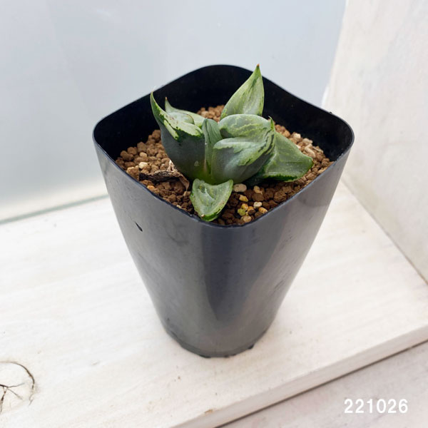 園芸ネット本店｜ハオルチア：B型コンプトミュータント 2.5号 の通販