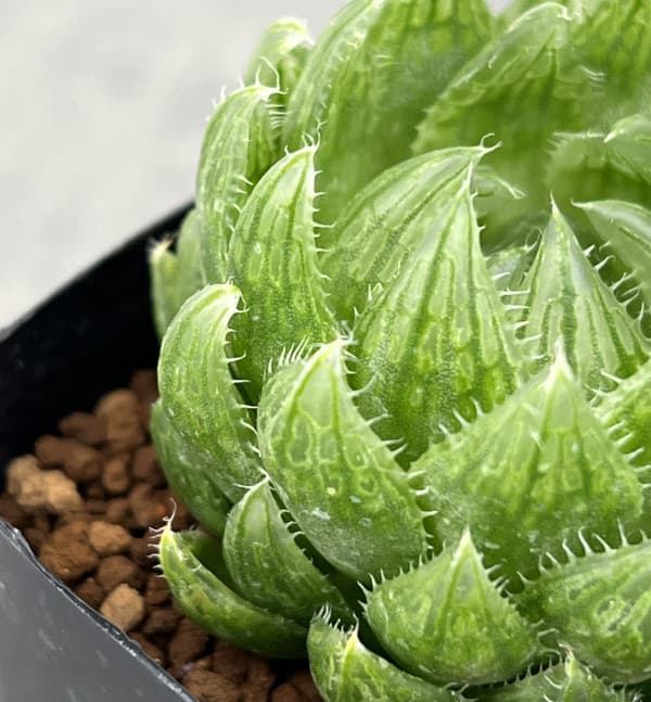 園芸ネット本店｜ハオルチア：エメラルドLED(ライトグリーンの美窓