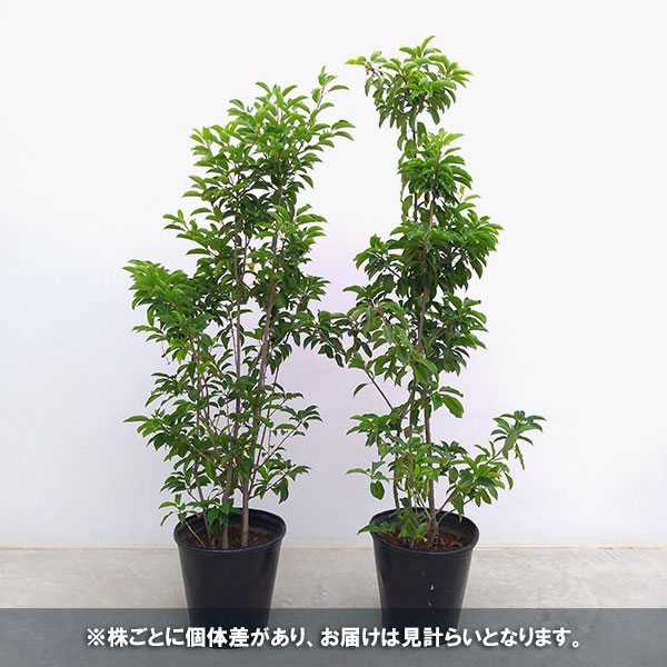 園芸ネット本店｜ソヨゴ：株立ち（寄せ株） メス木8号 高さ130cm の