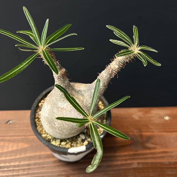 パキポディウム グラギリス 発根済み 塊根植物 多頭型 パキポディウム