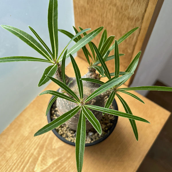 園芸ネット本店｜パキポディウム：グラキリス（発根済み株）3.5号（G11