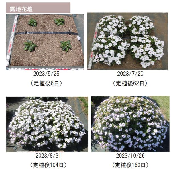 園芸ネット本店｜[26年4月上旬予約]サンパチェンス(R)：スイートハート