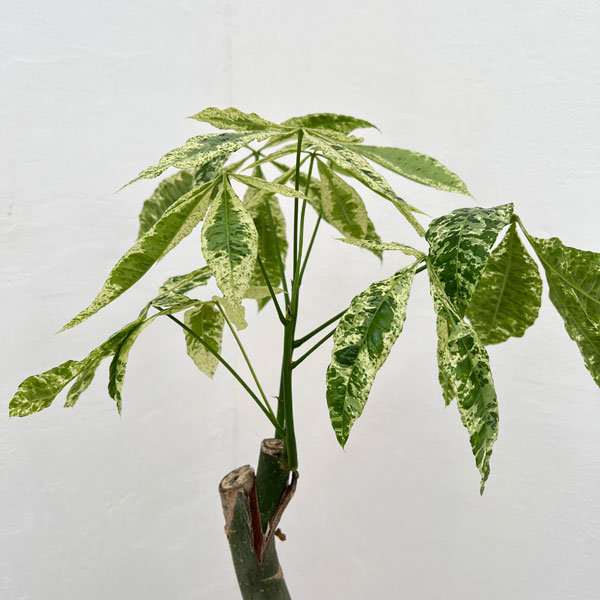 園芸ネット本店｜パキラ：ミルキーウェイ 7号24-02 の通販【公式】