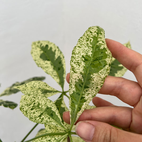 園芸ネット本店｜パキラ：ミルキーウェイ 7号 の通販【公式】