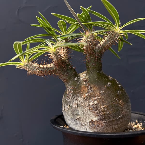 園芸ネット本店｜パキポディウム：グラキリス（発根済み株）4号 22-02