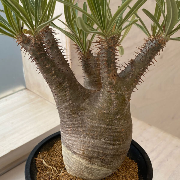 園芸ネット本店｜[送料無料]パキポディウム：グラキリス（多分枝・発根