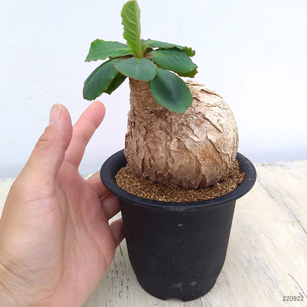 園芸ネット本店｜[送料無料]ユーフォルビア：プリムリフォリア 2.5号