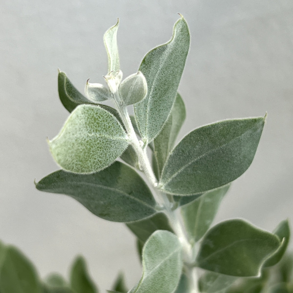 園芸ネット本店｜アカシア：パールアカシア7号鉢植え の通販【公式】