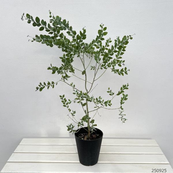 園芸ネット本店｜アカシア：パールアカシア 5号鉢植え の通販【公式】