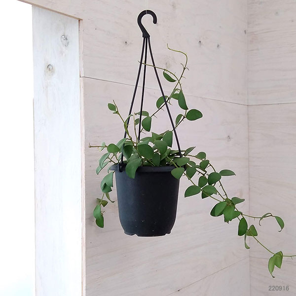 園芸ネット本店｜ホヤ：ヌンムラリオイデス 4号吊り鉢 の通販【公式】