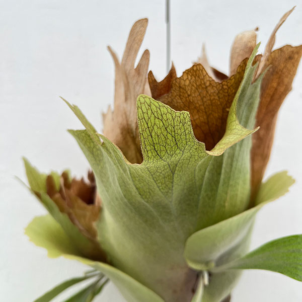 園芸ネット本店｜[送料無料]（わけあり特価）ビカクシダ（コウモリラン