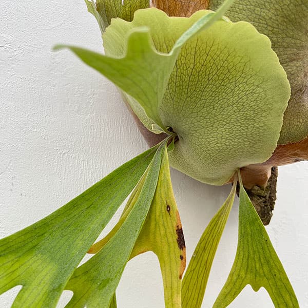 園芸ネット本店｜[送料無料]（わけあり特価）ビカクシダ（コウモリラン