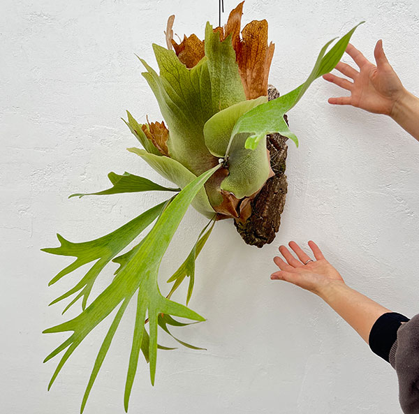 園芸ネット本店｜[送料無料]（わけあり特価）ビカクシダ（コウモリラン