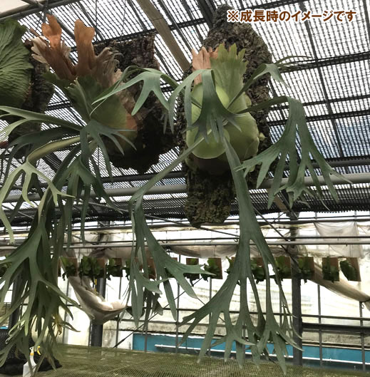 園芸ネット本店｜ビカクシダ（コウモリラン）：E-1（白ビフ） 板付け