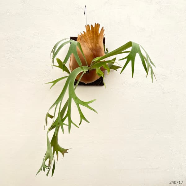 園芸ネット本店｜ビカクシダ（コウモリラン）：E-1（白ビフ） 板付け