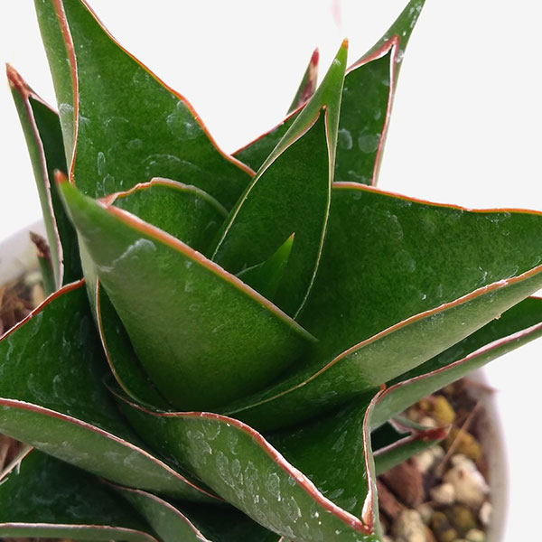 園芸ネット本店｜[ザ・ファームセレクト]サンセベリア：グリーン