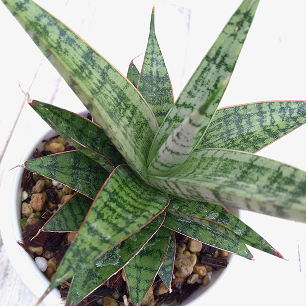 園芸ネット本店｜サンセベリア：ステラベルデ（ピングイクラ