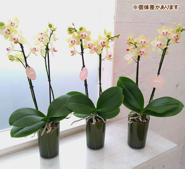 貴重&新品未使用&外箱付】蘭90sランプmadeinオランダ ミケロッティ