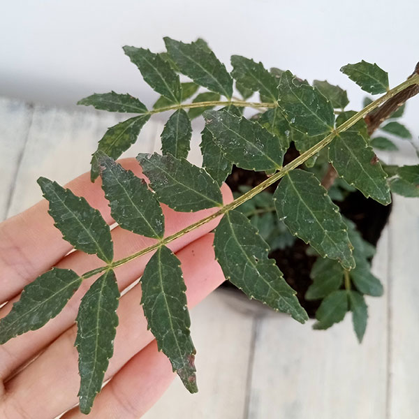 園芸ネット本店｜山椒（サンショウ）：朝倉（アサクラ）4号ポット の