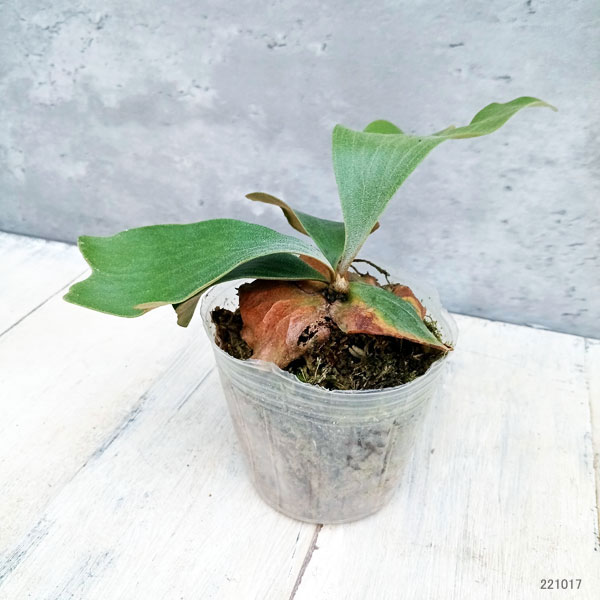 園芸ネット本店｜ビカクシダ（コウモリラン）：エラワン3号ポット の